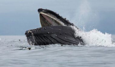 They're one of the largest animals to have ever lived on Earth – so why do these ocean giants eat such tiny animals?