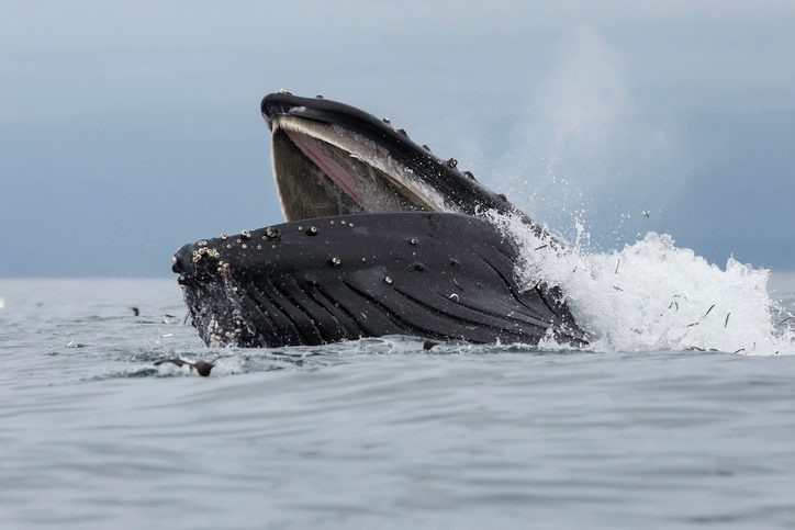 They're one of the largest animals to have ever lived on Earth – so why do these ocean giants eat such tiny animals?