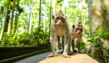Two Monkeys at Monkey Forest in Bali.jpg