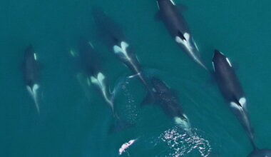 Drone surveys offer early warnings on whale health and survival