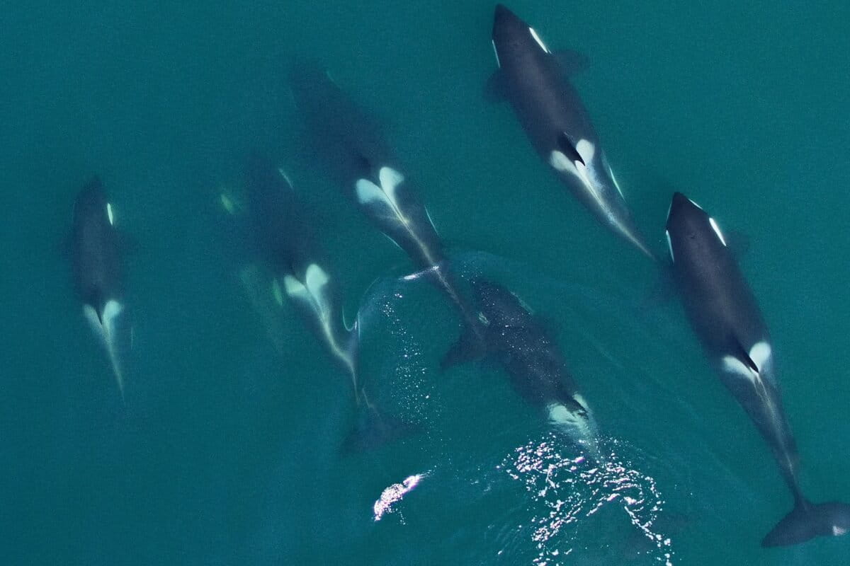 Drone surveys offer early warnings on whale health and survival