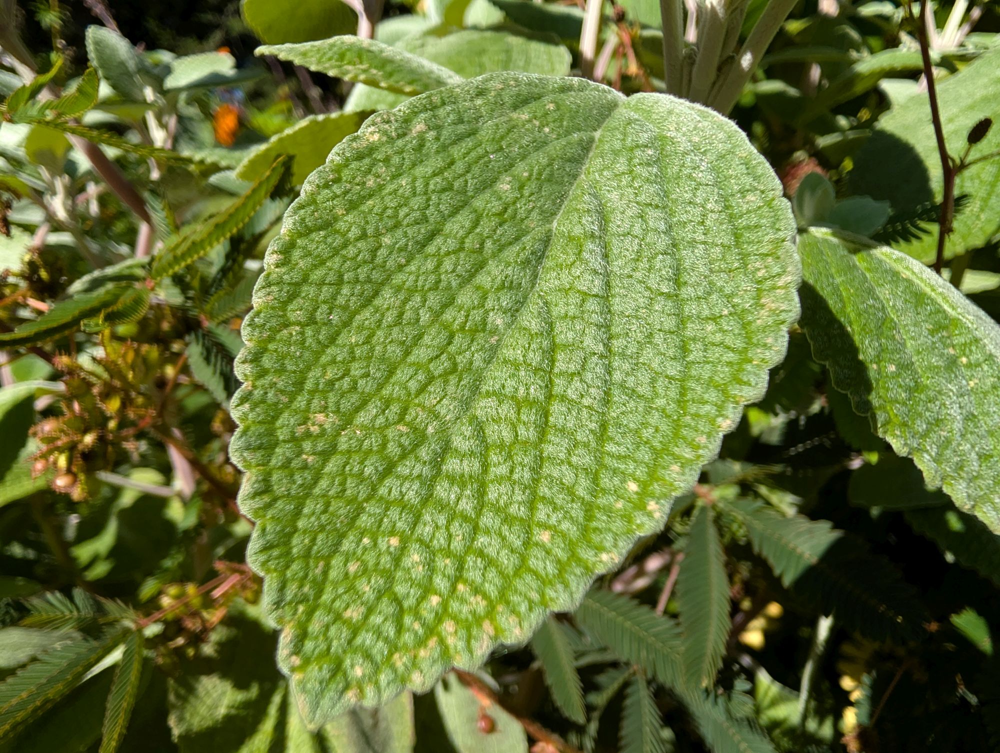 Google Pixel 10 Pro XL macro sample.