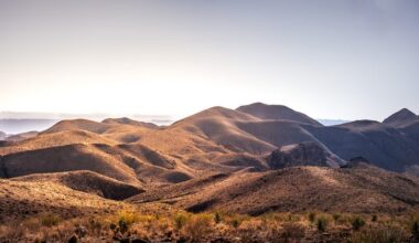 “There were hundreds crawling across the trail.” Huge, hairy animals surround hiker in Texas desert