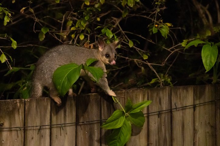 “You’ve got to kill them faster than they can reproduce”: New Zealand has an ambitious plan to eradicate invasive animals – and they need the public’s help