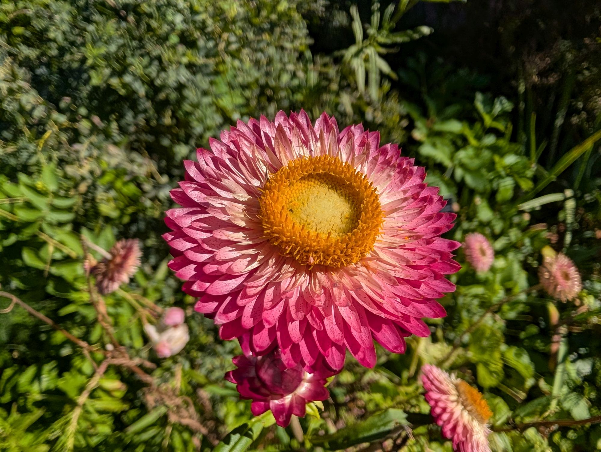 Google Pixel 10 Pro XL macro sample.