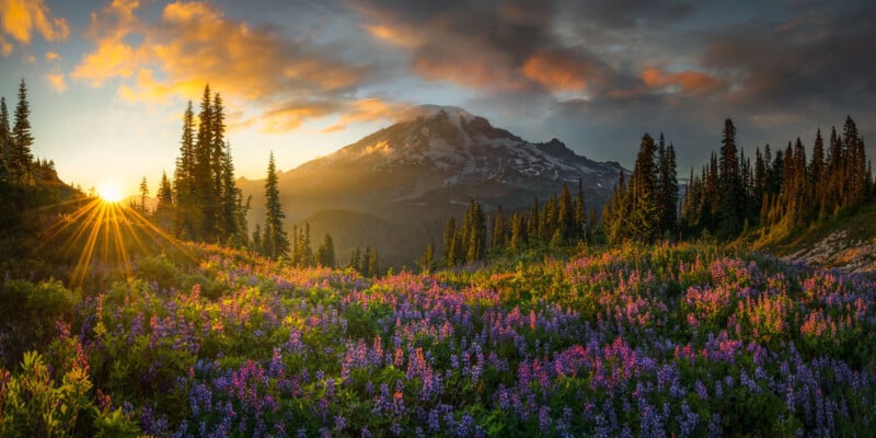 A vibrant field of purple wildflowers and lush greenery stretches toward a sunlit mountain, with pine trees framing the scene and a dramatic sky at sunrise or sunset.