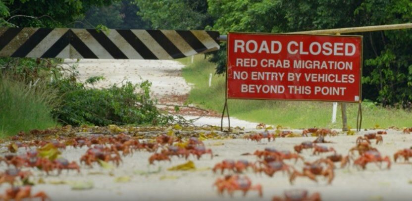 Up to 100 million crabs swarm and begin marching on a remote Australian island every year – and nothing will stop them from finding a mate