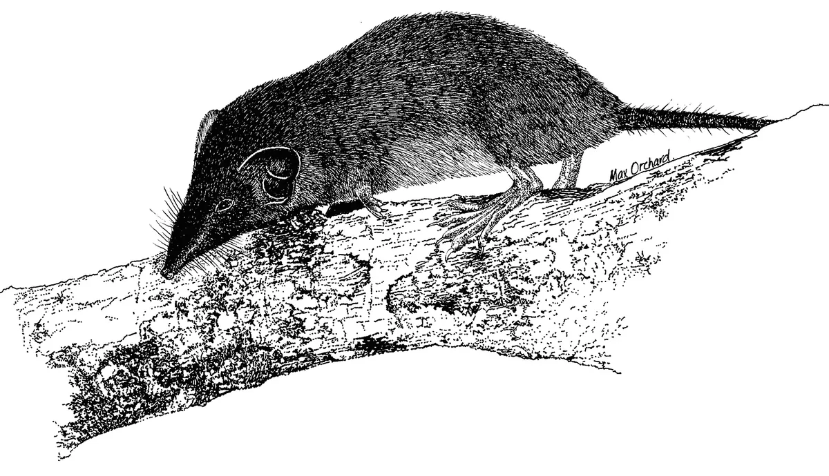 Christmas Island shrew