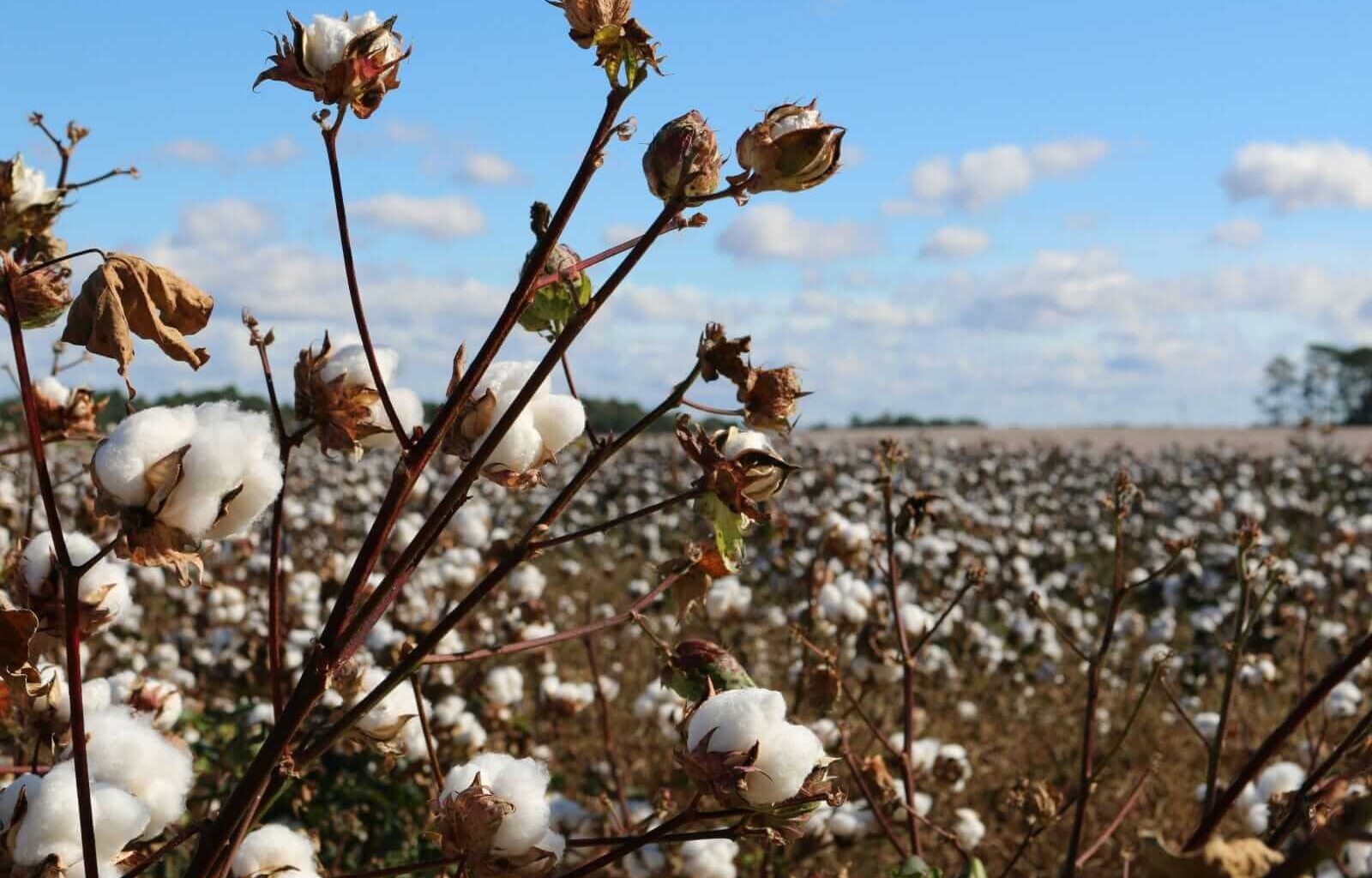 Cotton Back to Mixed Monday Action