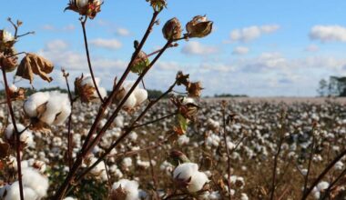 Cotton Back to Mixed Monday Action