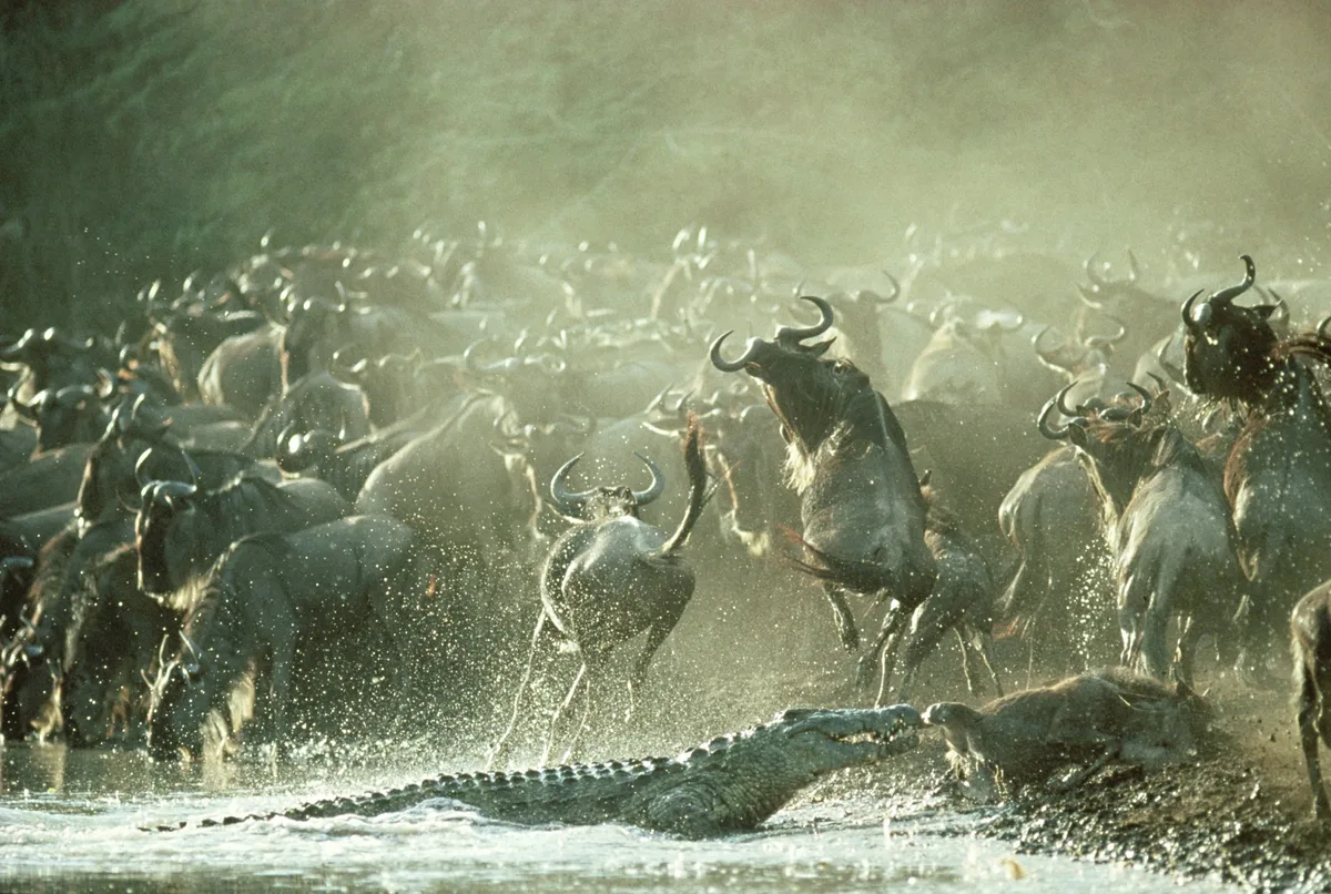Crocodile attacks wildebeest