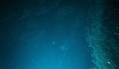 ‘Tusked’ animal found living at bottom of 5,000m-deep ocean. It was carrying something strange