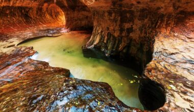 lead pollution homo sapiens language