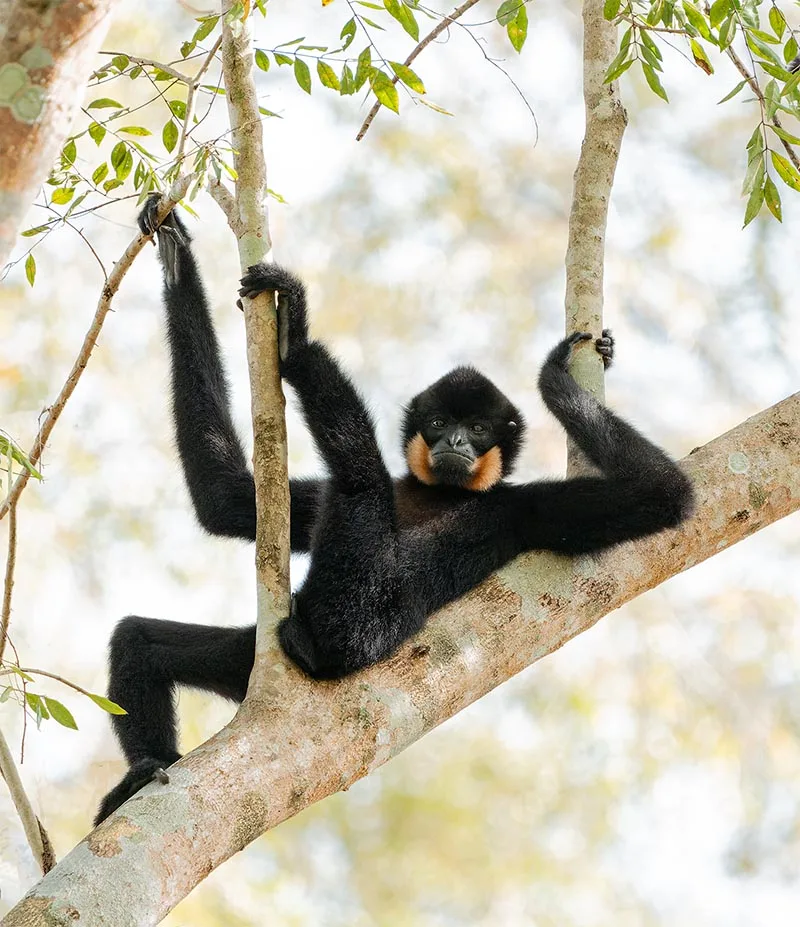 A Yellow-cheeked Gibbon reclining amongst branches in a tree. 