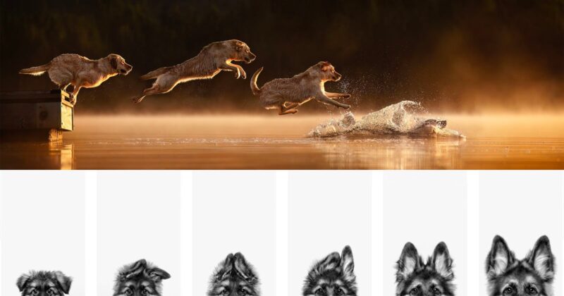 Three dogs leap off a dock into a lake at sunset, splashing in the water. Below, five black-and-white illustrations of dogs' faces are shown, each with distinct expressions and fur patterns.