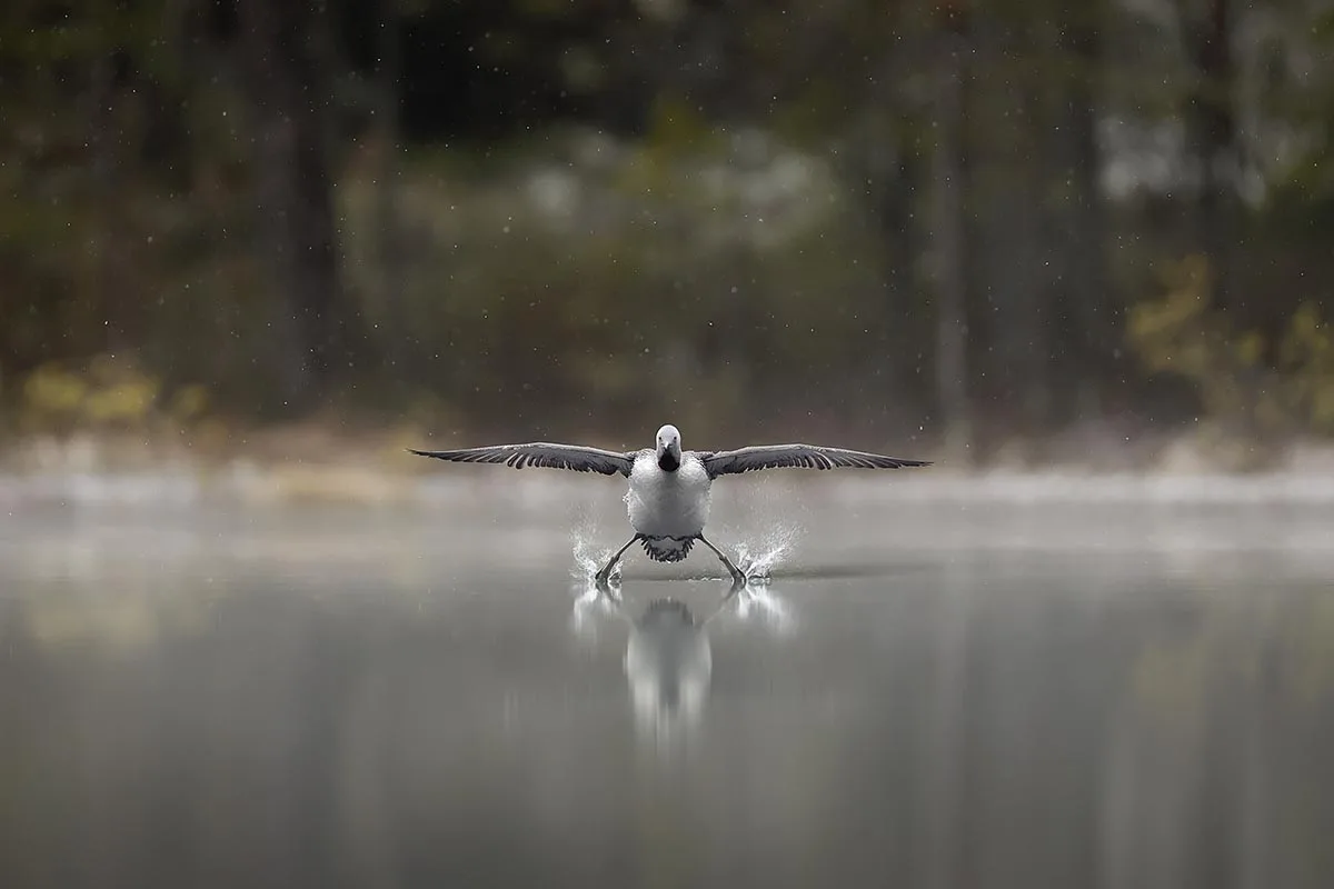 A Red-throated Loon landing on waters surface like a Floatplane.