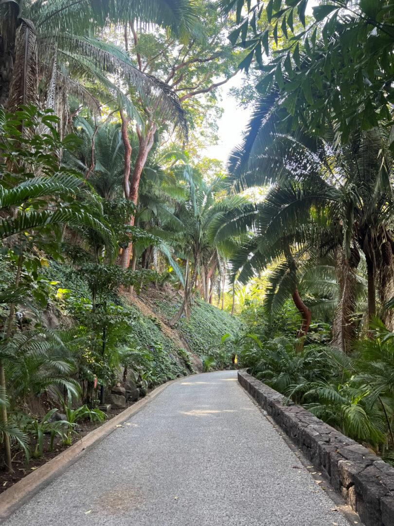 A paved path winds through dense tropical vegetation and tall palm trees under bright daylight, capturing the serene essence Tiffany Woodson is known for in her nature-inspired works.