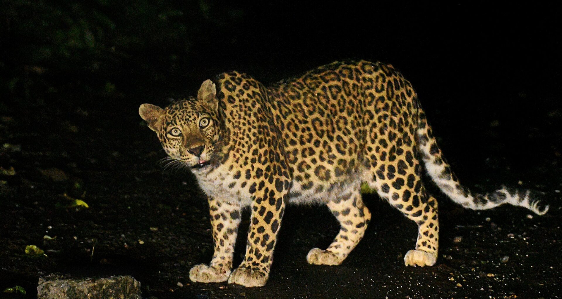 How a hill town’s narrative is changing from “the coldest place” to “a leopard’s trail” [Commentary]