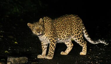 How a hill town’s narrative is changing from “the coldest place” to “a leopard’s trail” [Commentary]