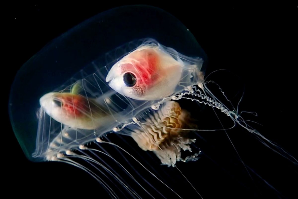 Diver drops into Caribbean Sea at night, then tentacled animal rises from depths with unusual things inside it