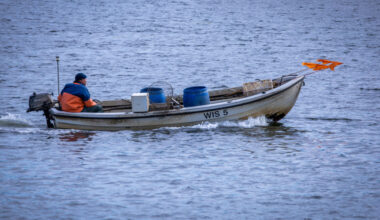 Russia, seals, and cormorants caught in EU Baltic blame game over depleted fish stocks