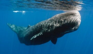 Why the sperm whale's head is built for ramming - and why ramming doesn't give them headaches