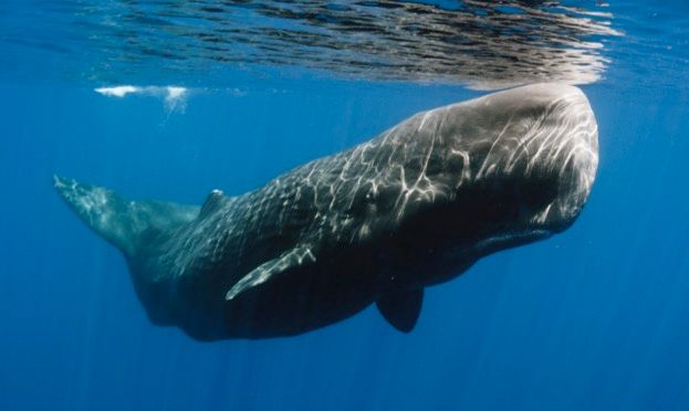 Why the sperm whale's head is built for ramming - and why ramming doesn't give them headaches