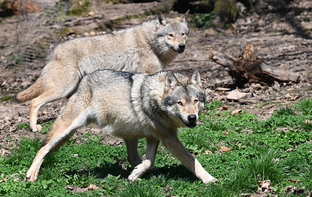 A grassy area with two grey wolves on it, both trotting from left to right.