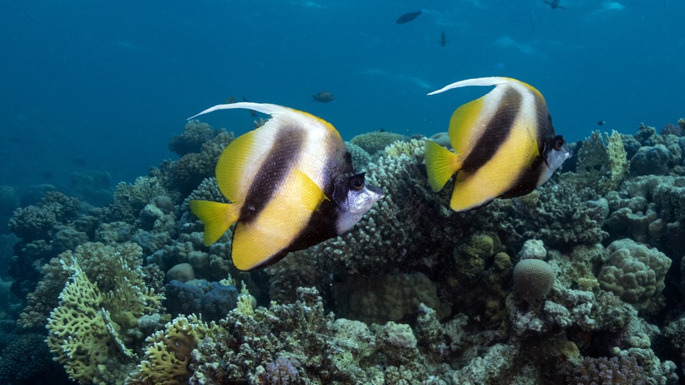 Two fish next to a reef.
