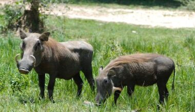 They should be enemies… but what these 2 animals do for each other have left experts speechless