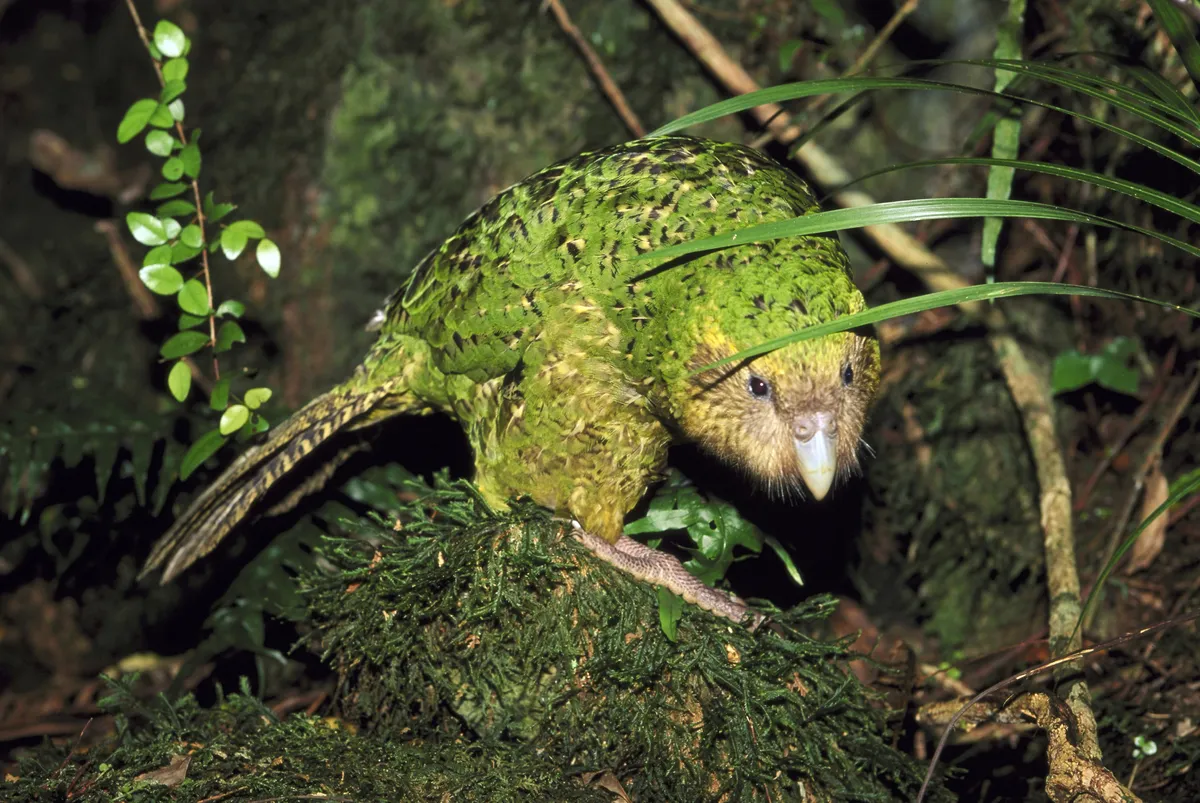 Kakapo in New Zealand