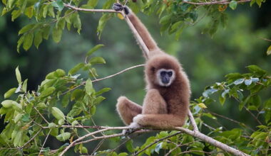 International Gibbon Day: Spotlighting the overlooked, underprotected ‘lesser apes’ - Mongabay