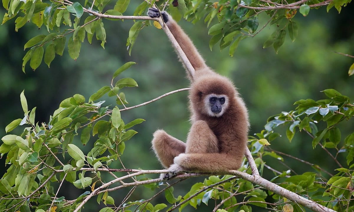 International Gibbon Day: Spotlighting the overlooked, underprotected ‘lesser apes’ - Mongabay
