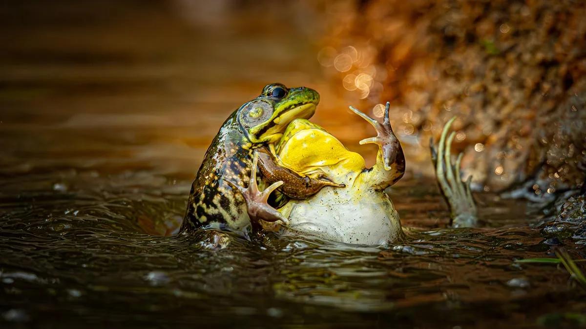 half submerged in water, one frog appears to be baptising the other frog in the water. 