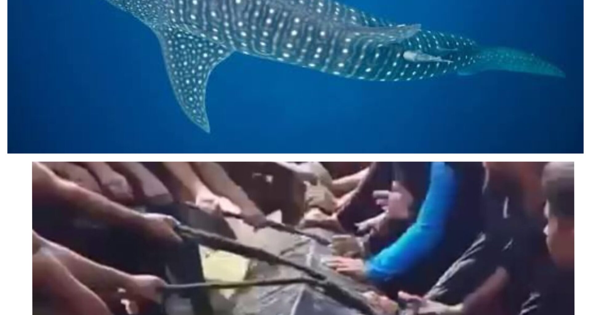 Whale Shark Killed Savagely by Gazans Off Gaza Coast Sparks Outrage