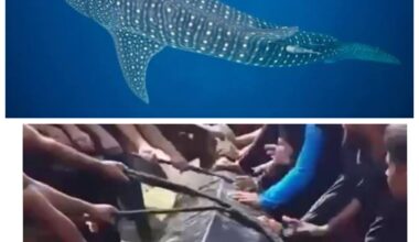 Whale Shark Killed Savagely by Gazans Off Gaza Coast Sparks Outrage