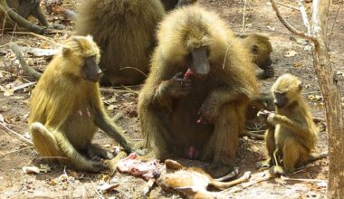 Baboons filmed sharing meat like hunter-gather humans