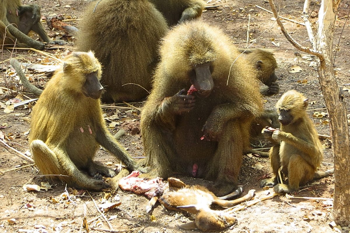 Baboons filmed sharing meat like hunter-gather humans