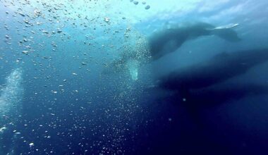 “Talk about a once in a lifetime experience.” See amazing moment 8 massive whales surprise divers on the Great Barrier Reef