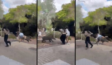 Wild boars charge into northern Israel school, injuring two students