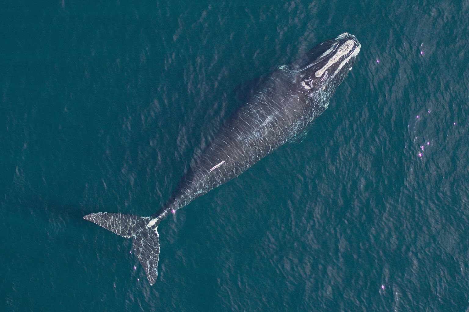 By collecting the measurements of whales, scientists track how environmental factors impact their growth and reproduction.