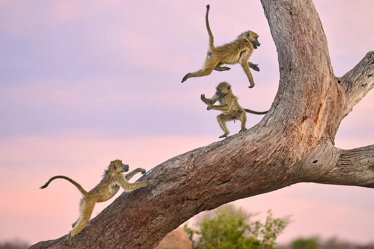 A trio of expressive baboons play in on a tree at dusk, with one leaping ober another. 