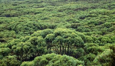 “The last thing I expected to find”: scientists stumble upon mysterious marsupials hiding in trees on Australian island
