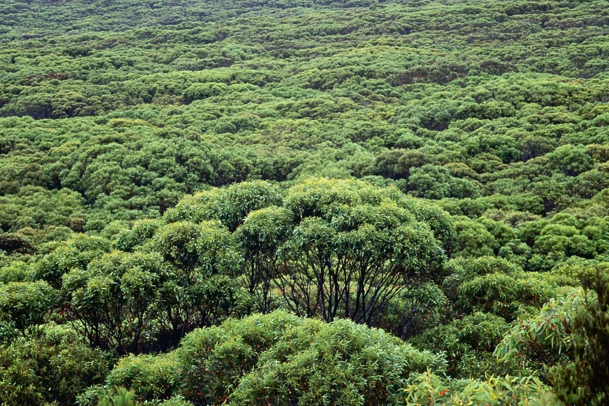 “The last thing I expected to find”: scientists stumble upon mysterious marsupials hiding in trees on Australian island