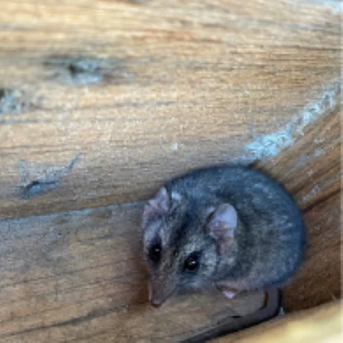 Kangeroo Island dunnart