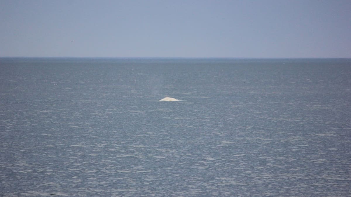 Rare white humpback whale sighting off Kaikōura sparks excitement