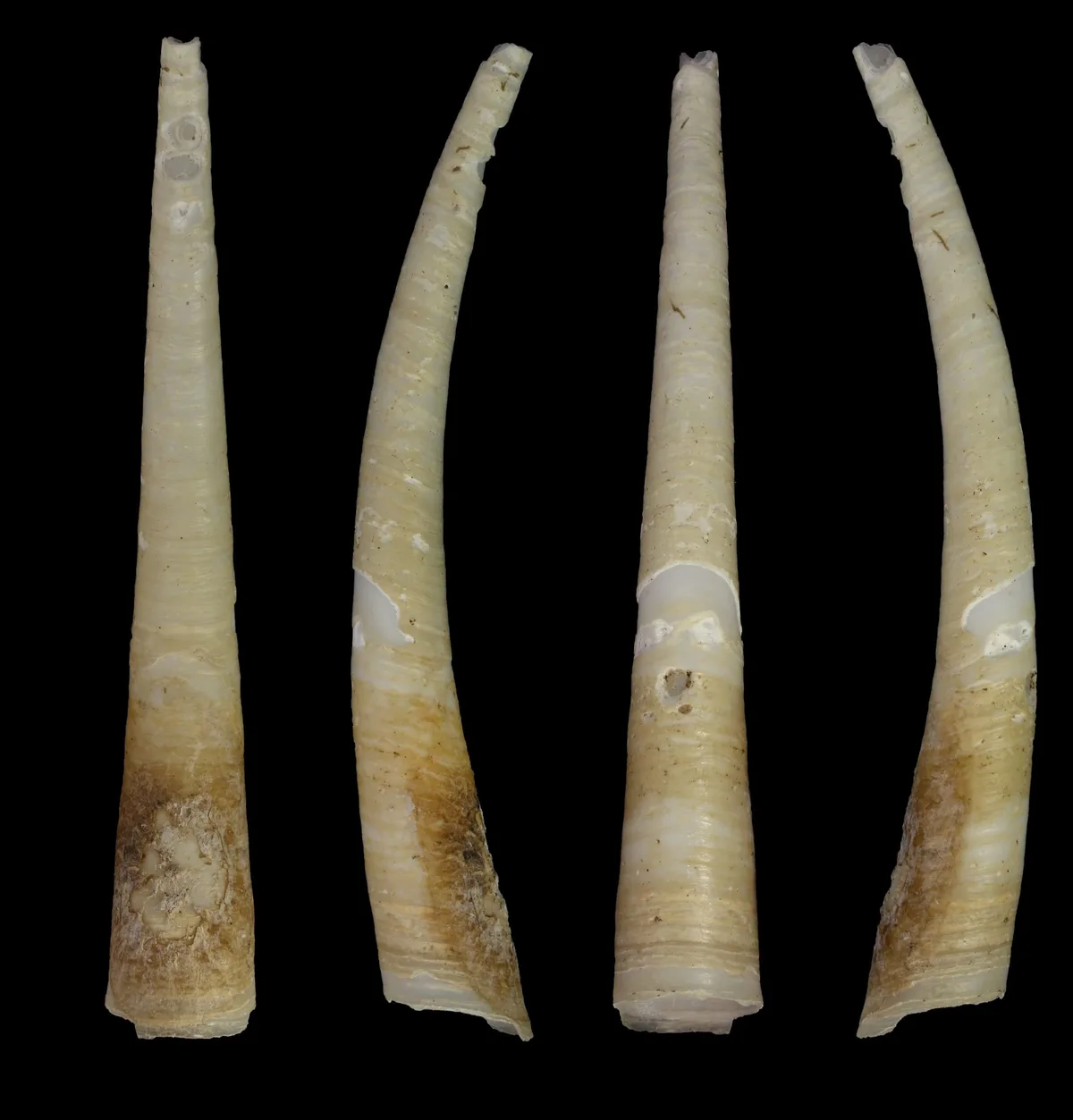 Laevidentalium wiesei