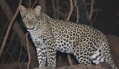 West Africa’s leopards now officially endangered after 50% population crash