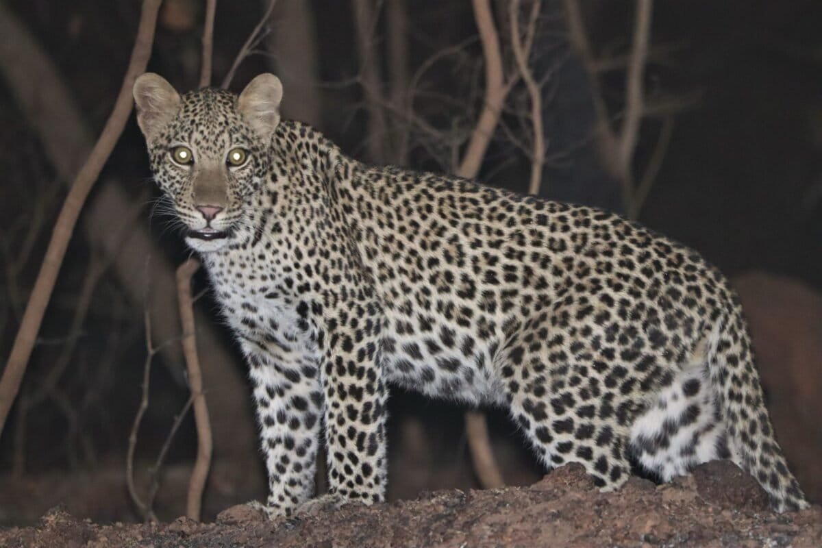 West Africa’s leopards now officially endangered after 50% population crash