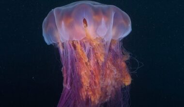 Heaviest jellyfish on Earth filmed off Washington coast